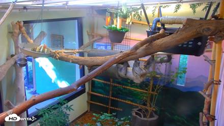 Reid Park Zoo Sloth Live Webcam - Sep 18, 2026, 3:52pm MST