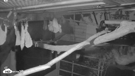 Reid Park Zoo Sloth Live Webcam - Oct 18, 2026, 4:35am MST