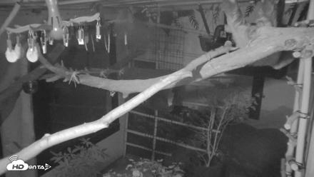 Reid Park Zoo Sloth Live Webcam - Sep 15, 2026, 9:02pm MST
