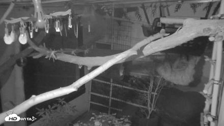 Reid Park Zoo Sloth Live Webcam - Sep 15, 2026, 9:04pm MST