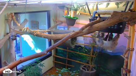 Reid Park Zoo Sloth Live Webcam - Sep 18, 2026, 3:52pm MST