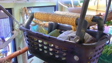 Reid Park Zoo Sloth Live Webcam - Nov 2, 2025, 11:03am MST