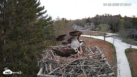 Mashpee Natl. Wildlife Refuge Live Osprey Cam - Apr 22, 2026, 7:21am EDT