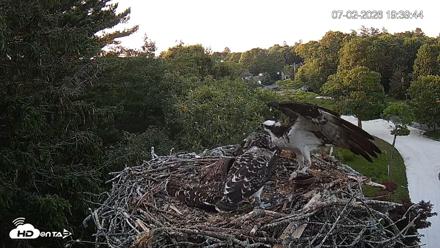 Mashpee Natl. Wildlife Refuge Live Osprey Cam - Jul 2, 2026, 7:39pm EDT