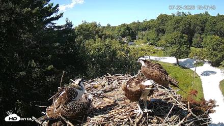 Mashpee Natl. Wildlife Refuge Live Osprey Cam - Jul 23, 2026, 3:48pm EDT
