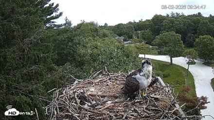 Mashpee Natl. Wildlife Refuge Live Osprey Cam - Aug 2, 2026, 9:35am EDT