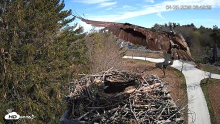 Mashpee Natl. Wildlife Refuge Live Osprey Cam - Apr 25, 2026, 8:51am EDT