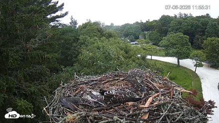 Mashpee Natl. Wildlife Refuge Live Osprey Cam - Jul 6, 2026, 11:57am EDT