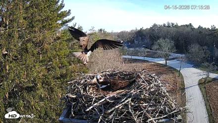 Mashpee Natl. Wildlife Refuge Live Osprey Cam - Apr 15, 2026, 8:14am EDT