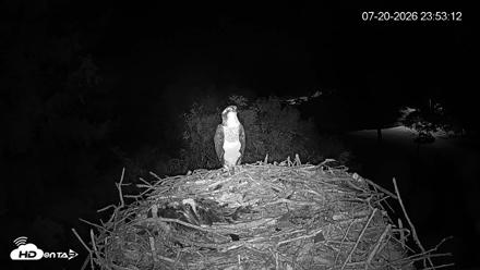 Mashpee Natl. Wildlife Refuge Live Osprey Cam - Jul 20, 2026, 11:54pm EDT