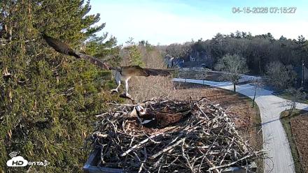 Mashpee Natl. Wildlife Refuge Live Osprey Cam - Apr 15, 2026, 8:14am EDT