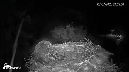 Mashpee Natl. Wildlife Refuge Live Osprey Cam - Jul 7, 2026, 9:34pm EDT