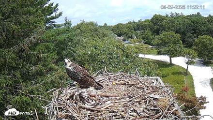 Mashpee Natl. Wildlife Refuge Live Osprey Cam - Aug 2, 2026, 11:22am EDT