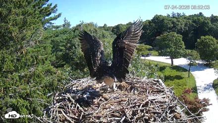 Mashpee Natl. Wildlife Refuge Live Osprey Cam - Jul 24, 2026, 8:53am EDT