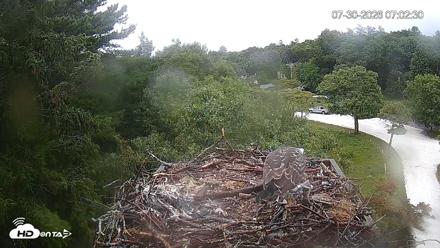 Mashpee Natl. Wildlife Refuge Live Osprey Cam - Jul 30, 2026, 7:03am EDT