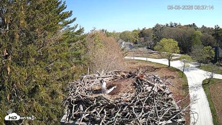 Mashpee Natl. Wildlife Refuge Live Osprey Cam - May 5, 2026, 8:38am EDT