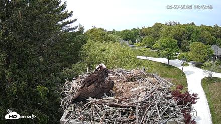 Mashpee Natl. Wildlife Refuge Live Osprey Cam - May 27, 2026, 2:42pm EDT