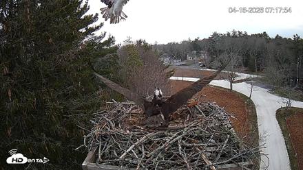 Mashpee Natl. Wildlife Refuge Live Osprey Cam - Apr 16, 2026, 9:52am EDT