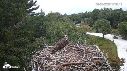 Mashpee Natl. Wildlife Refuge Live Osprey Cam - Aug 21, 2026, 5:34pm EDT