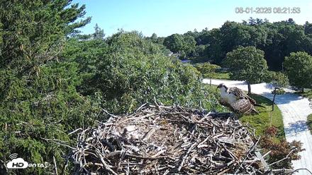 Mashpee Natl. Wildlife Refuge Live Osprey Cam - Aug 1, 2026, 8:22am EDT