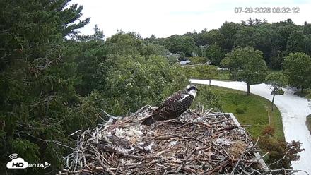 Mashpee Natl. Wildlife Refuge Live Osprey Cam - Jul 29, 2026, 8:32am EDT