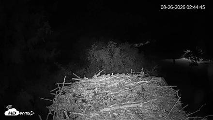 Mashpee Natl. Wildlife Refuge Live Osprey Cam - Aug 26, 2026, 2:45am EDT