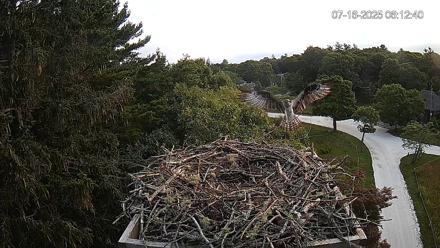 Mashpee Natl. Wildlife Refuge Live Osprey Cam - Jul 16, 2025, 7:51am EDT
