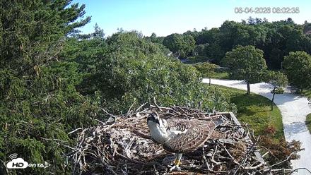 Mashpee Natl. Wildlife Refuge Live Osprey Cam - Aug 4, 2026, 8:03am EDT