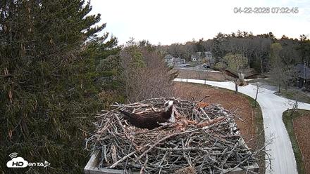 Mashpee Natl. Wildlife Refuge Live Osprey Cam - Apr 22, 2026, 7:18am EDT
