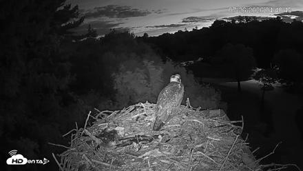 Mashpee Natl. Wildlife Refuge Live Osprey Cam - Jul 26, 2026, 4:48am EDT