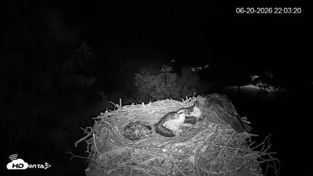 Mashpee Natl. Wildlife Refuge Live Osprey Cam - Jun 20, 2026, 10:03pm EDT