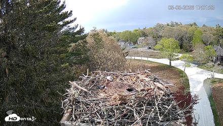 Mashpee Natl. Wildlife Refuge Live Osprey Cam - May 8, 2026, 5:01pm EDT