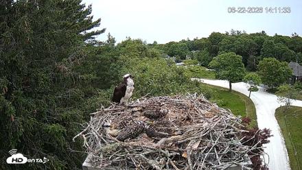 Mashpee Natl. Wildlife Refuge Live Osprey Cam - Jun 22, 2026, 2:11pm EDT
