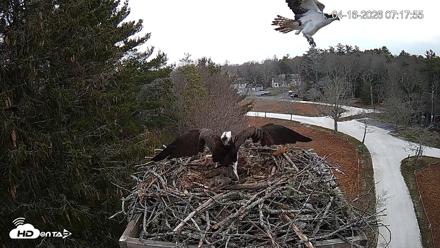 Mashpee Natl. Wildlife Refuge Live Osprey Cam - Apr 16, 2026, 9:53am EDT