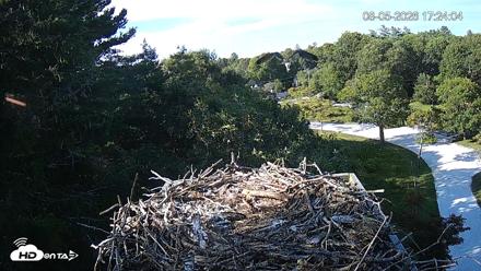 Mashpee Natl. Wildlife Refuge Live Osprey Cam - Aug 5, 2026, 5:24pm EDT