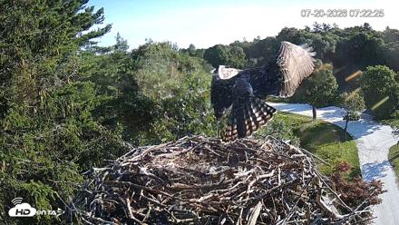Mashpee Natl. Wildlife Refuge Live Osprey Cam - Jul 20, 2026, 7:23am EDT
