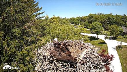 Mashpee Natl. Wildlife Refuge Live Osprey Cam - Jun 4, 2026, 11:25am EDT