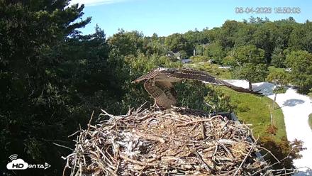 Mashpee Natl. Wildlife Refuge Live Osprey Cam - Aug 4, 2026, 4:50pm EDT