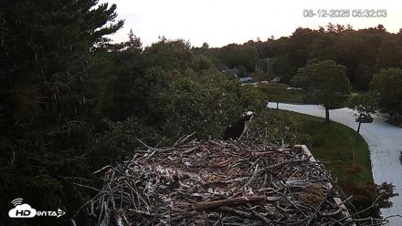 Mashpee Natl. Wildlife Refuge Live Osprey Cam - Aug 12, 2026, 5:32am EDT