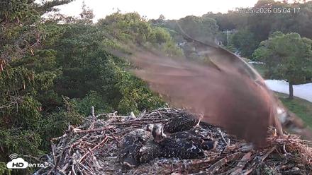 Mashpee Natl. Wildlife Refuge Live Osprey Cam - Jun 25, 2026, 5:05am EDT
