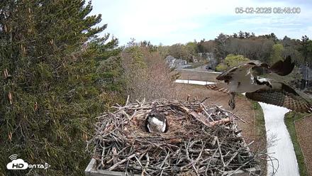 Mashpee Natl. Wildlife Refuge Live Osprey Cam - May 2, 2026, 9:03am EDT
