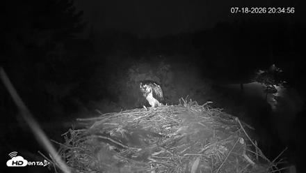 Mashpee Natl. Wildlife Refuge Live Osprey Cam - Jul 18, 2026, 8:36pm EDT