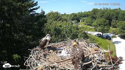 Mashpee Natl. Wildlife Refuge Live Osprey Cam - Jul 9, 2026, 3:05pm EDT