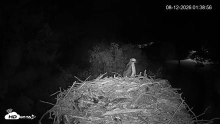 Mashpee Natl. Wildlife Refuge Live Osprey Cam - Aug 12, 2026, 1:38am EDT