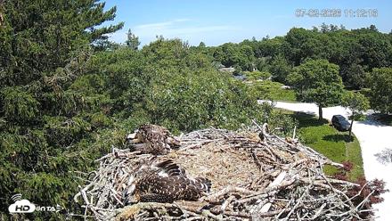Mashpee Natl. Wildlife Refuge Live Osprey Cam - Jul 2, 2026, 11:12am EDT