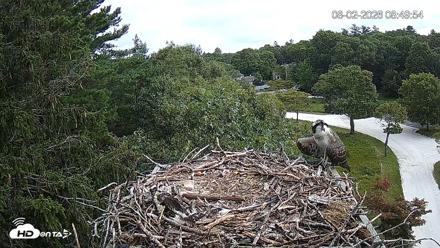 Mashpee Natl. Wildlife Refuge Live Osprey Cam - Aug 2, 2026, 8:50am EDT