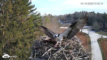 Mashpee Natl. Wildlife Refuge Live Osprey Cam - Apr 16, 2026, 10:00am EDT