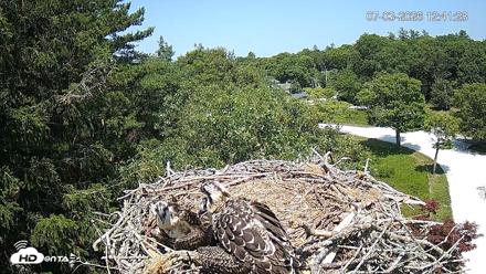 Mashpee Natl. Wildlife Refuge Live Osprey Cam - Jul 3, 2026, 12:41pm EDT