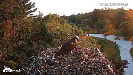 Mashpee Natl. Wildlife Refuge Live Osprey Cam - Jul 25, 2026, 5:45am EDT