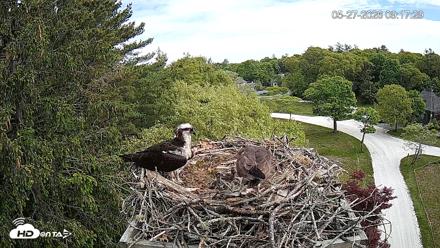 Mashpee Natl. Wildlife Refuge Live Osprey Cam - May 27, 2026, 9:17am EDT